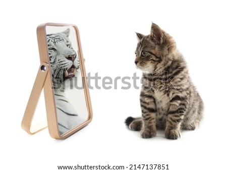 Cute cat looks like tiger into reflection of mirror on white background Royalty-Free Stock Photo #2147137851