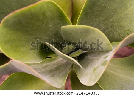 Succulent plants with very large leaves