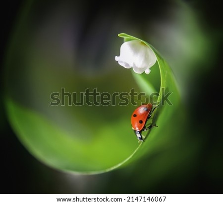 
Macro closeup of a ladybug on a lily of the valley flower,
Spring lullaby, gentle dreamy magic, graceful artistic image. Image of the beauty and purity of nature. Care and tenderness concept