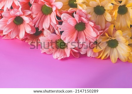 Bouquet of chrysantemum flowers on pink paper background, greeting concept