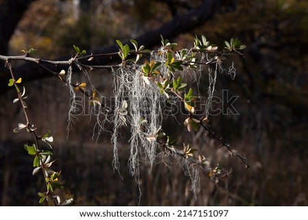 
lichen hanging from trees in patagonia