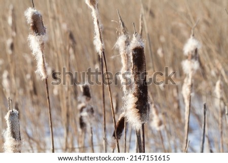 Dry Typha plants with fluff in winter. Close up photo with soft selective focus