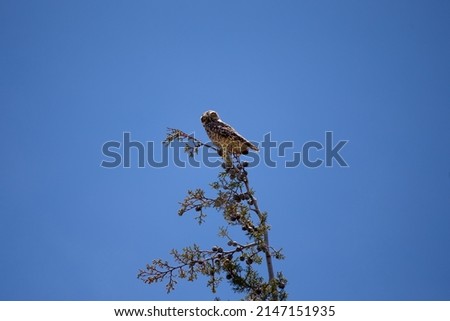owl or barn owl resting on a tree. Wildlife (bird) concept.