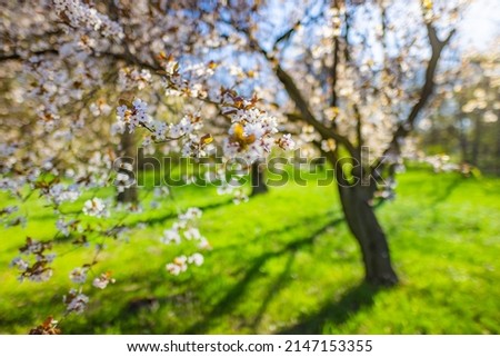 Spring blossom background. Nature closeup scene with blooming tree and sun flare. Beautiful spring flowers. White blooming floral branches, green grass meadow, relax springtime nature. Sunny city park Royalty-Free Stock Photo #2147153355