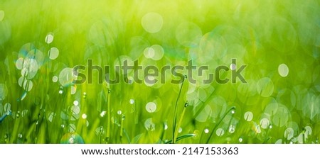 Fresh green grass banner with dew drops in morning sunlight. Beautiful nature closeup field landscape with water droplets. Abstract panoramic natural plants, spring summer bright botany meadow grass Royalty-Free Stock Photo #2147153363