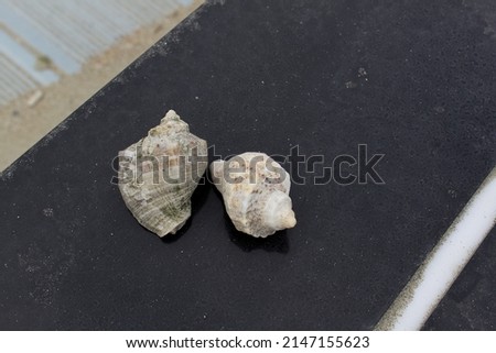 Two sea shells on black surface of beach pier 