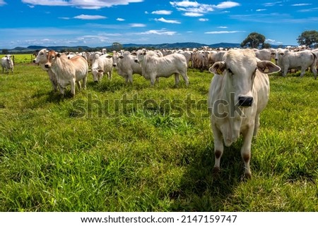 Herd of Nelore cattle grazing in a pasture on the brazilian ranch Royalty-Free Stock Photo #2147159747