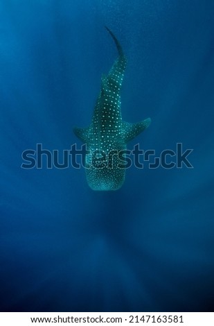 Whale Shark (Rhincodon typus) from Above, with Sunrays running down into the Deep. Mafia Island, Tanzania