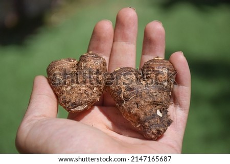 Hand hold Calla (lily) flower brown tuber (bulb) in heart shape, ready to plant in the garden or in a pot Royalty-Free Stock Photo #2147165687