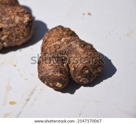 Calla (Lily) flower bulbs (tuber) ready to plant in the garden Royalty-Free Stock Photo #2147170067