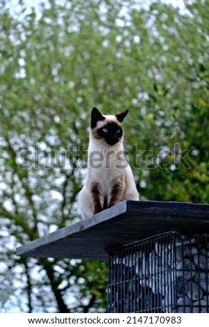Image of a young Siamese cat so beautiful and so endearing. He really is the king of cats and the cat of kings, full of gentleness, attention and presence, just exceptional.