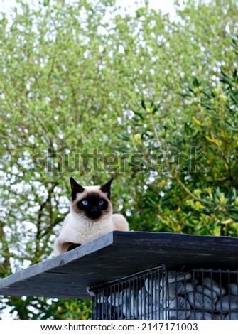 Image of a young Siamese cat so beautiful and so endearing. He really is the king of cats and the cat of kings, full of gentleness, attention and presence, just exceptional.