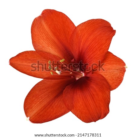 Closeup of red amaryllis flower isolated on white Royalty-Free Stock Photo #2147178311
