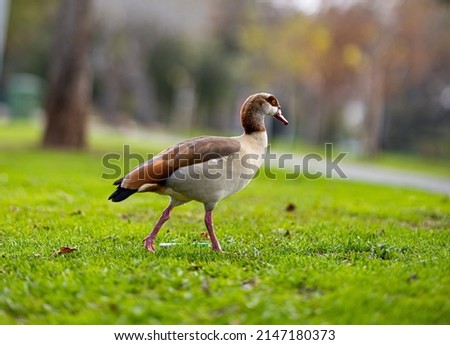 A Duck Walking at The Park in Tel Aviv