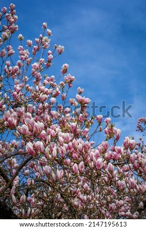 Pink Magnolia trees branches in bloom in spring. Beautiful buds and flowers against the blue sky. Springtime in Geneva, Switzerland.