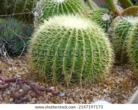 Desert Echinocactus Barrel Cactus with Prickers
