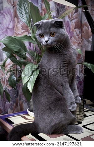 grey-blue Scottish fold kitten under the lamp on the desktop