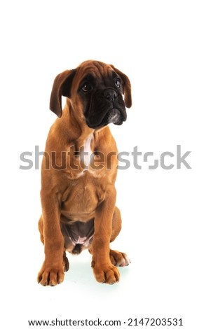 Young boxer puppy on white background