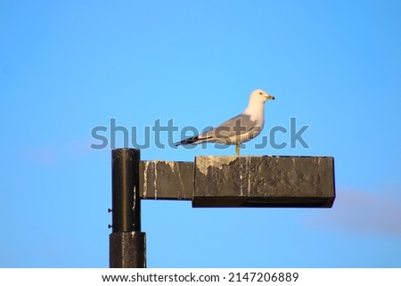 Seagull at Purple Lilac Park, Brampton, Ontario, Canada