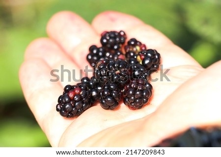 selective focus. man holding organically grown blackberries on country road