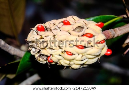 Magnolia grandiflora pineapple with red seeds