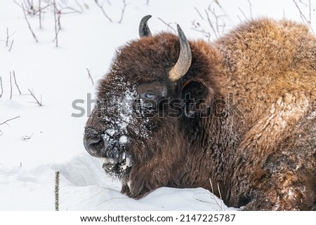 Wild Bison seen in natural environment during winter with white background and snow surrounding the buffalo animal. 
