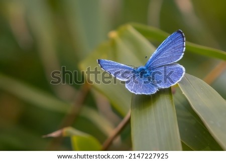Common blue butterfly (Polyommatus icarus) perched on a leaf. Beautiful British butterfly portrait. Royalty-Free Stock Photo #2147227925