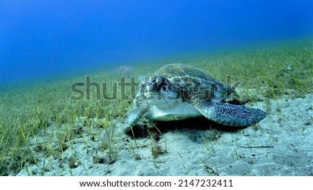 Underwater photo of a huge Hawksbill sea turtle eating on the bed of sea grass. From a scuba dive at the Canary Islands in the Atlantic Ocean.