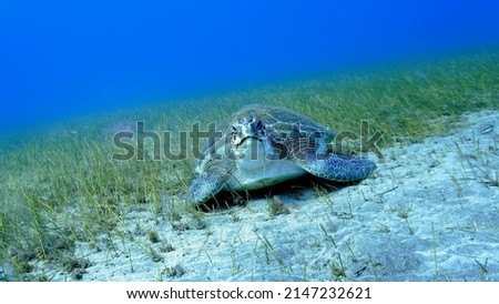 Underwater photo of a huge Hawksbill sea turtle eating on the bed of sea grass. From a scuba dive at the Canary Islands in the Atlantic Ocean.