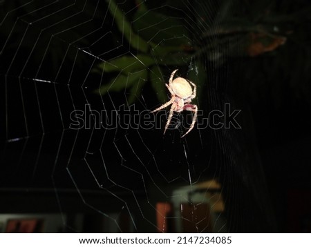 Spider picture with high resolution