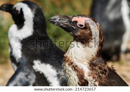 Penguin in Arnhem Zoo