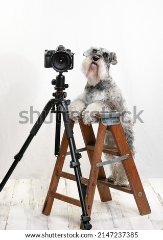 Humorous concept of schnauzer being a photographer.  Salt and pepper dog up on a step ladder with a camera on tripod. 