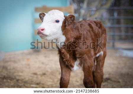 New born Hereford beef calf Royalty-Free Stock Photo #2147238685