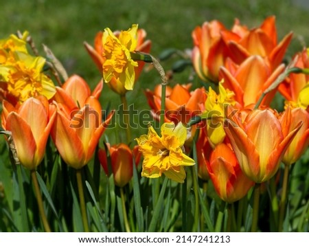 Colorful tulips bloom on th flowerbed in the springtime Royalty-Free Stock Photo #2147241213