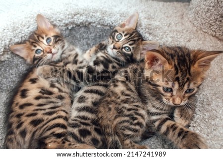 Two young cute bengal cats laying on a soft cat's shelf of a cat's house indoors. Top view.