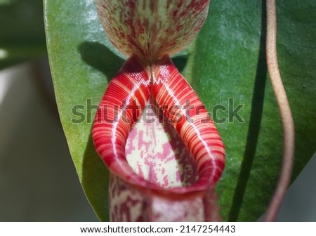 Close up of the red pattern ribs of a carnivorous Pitcher plant