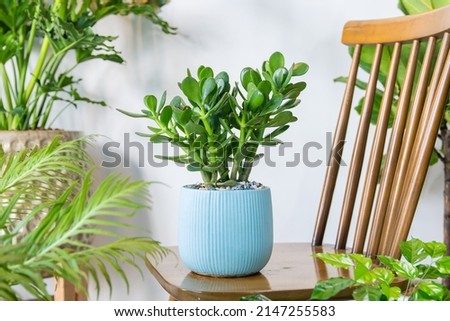 Succulent Crassula ovata (Crassula portulacea) planted in a ceramic pots decoration in the living room. Houseplant care concept. Indoor plants. Decoration on the desk. Royalty-Free Stock Photo #2147255583