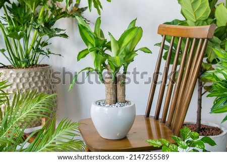 Dracaena fragrans (Massangeana) planted in a ceramic pots decoration in the living room. Houseplant care concept. Indoor plants. Decoration on the desk. Royalty-Free Stock Photo #2147255589