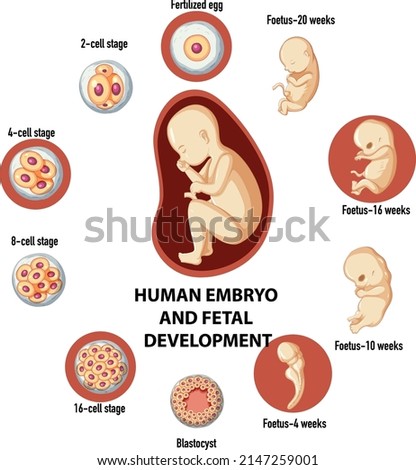 Human embryonic and fertilisation development in human infographic illustration