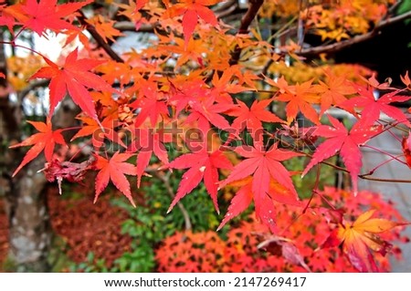 Travel in Japan, The autumn season leaf change. 