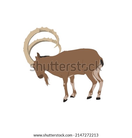 The Siberian ibex, Capra sibirica, is also know as the Altai ibex, Central Asia, Gobi, Himalayan, or Mongolian ibex. This species is large and heavily built goat. Royalty-Free Stock Photo #2147272213