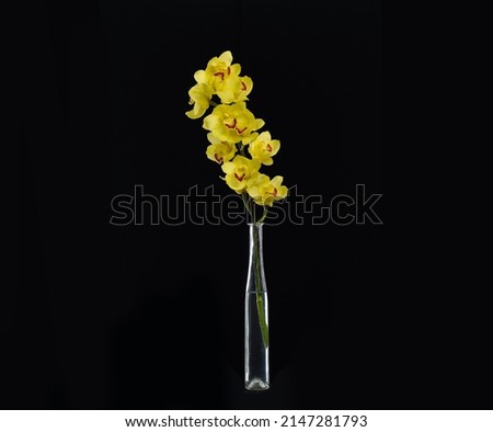 Branch yellow orchid in vase on black background
