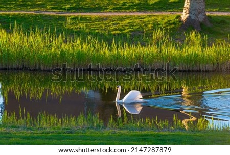 Swan swimming in bright yellow sunlight along the edge of a canal at sunset in springtime, Almere, Flevoland, The Netherlands, April 16, 2022