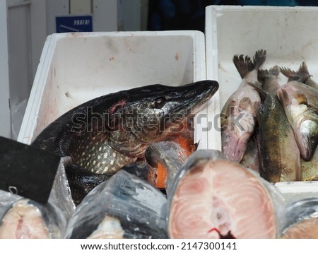 Pike, salmon, pike perch, tuna in a white box on the counter of the fish department of the store