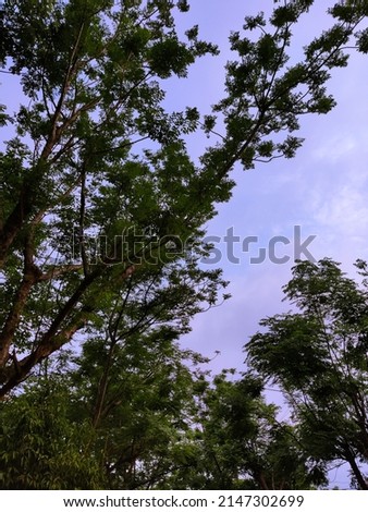 selective focus pictures of green leafy tree with blue sky