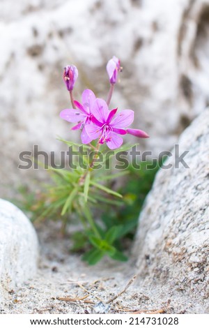 Small flower growing against stones and symbolizes struggle