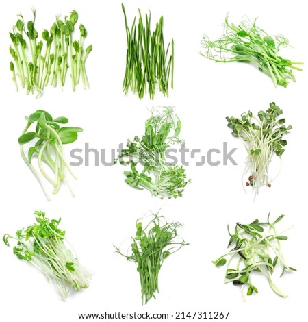Assortment of healthy micro greens on white background, top view