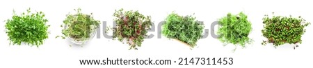 Assortment of healthy micro greens on white background, top view Royalty-Free Stock Photo #2147311453