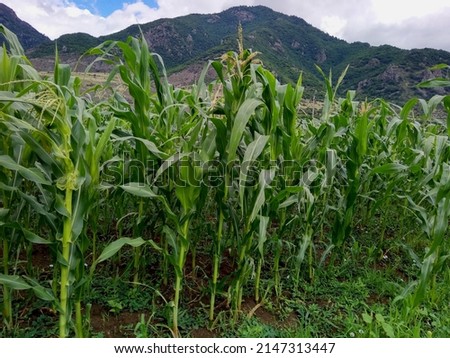 Corn field in summer after the rain at Organic Farm Barbale, in village Atskuri, Georgia