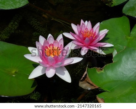 Soft focus show beautiful pink lotus flowers natural garden